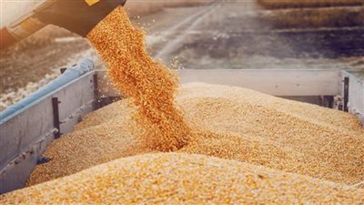 السلع التموينية تعلن عن ممارسة لاستيراد القمح