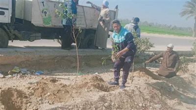 زراعة 170 شجرة زينة ومثمرة بمبادرة 100 مليون شجرة بمطاي شمال المنيا