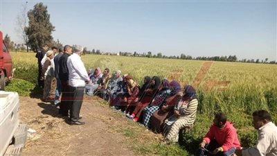 ندوة إرشادية للمزارعين لمناقشة الاستعدادات اللازمة للمحاصيل الصيفية بكفر الشيخ