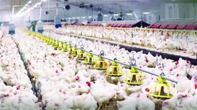 السعودية تحقق قفزة في قطاع الدواجن وتسجل رقمًا قياسيًا 