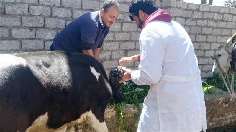 الطب البيطري ينظيم