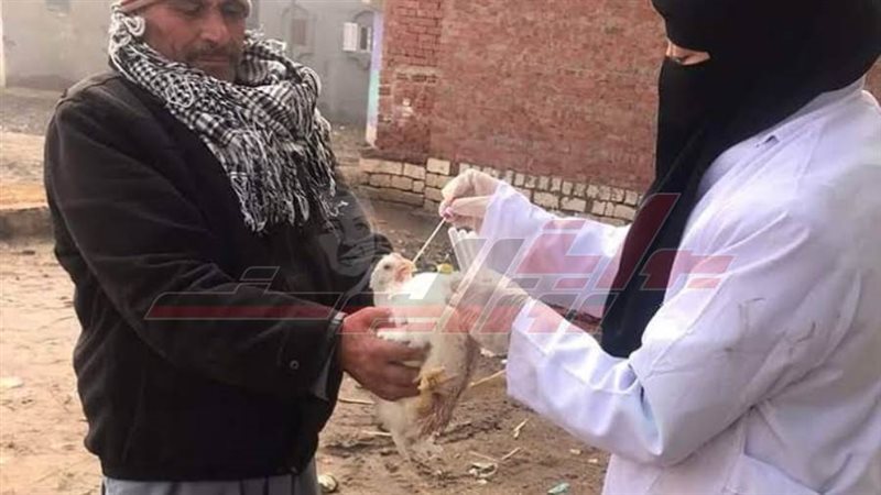 تحصين الطيور