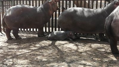 الزراعة تعلن استعداد حدائق الحيوان والأسماك بالمحافظات لعيد الفطر