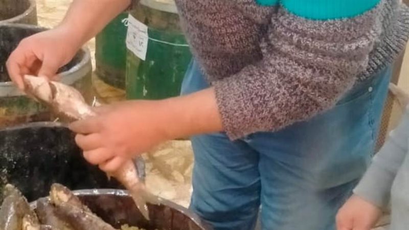 ضبط لحوم وأسماك مملحه