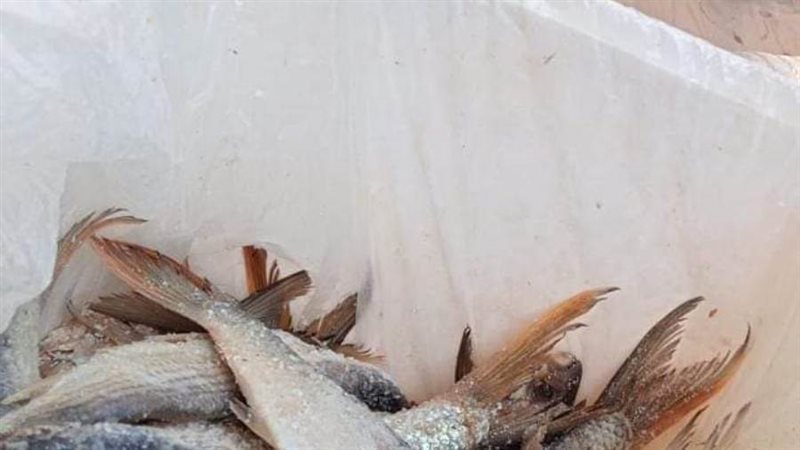 ضبط أسماك غير صالحه