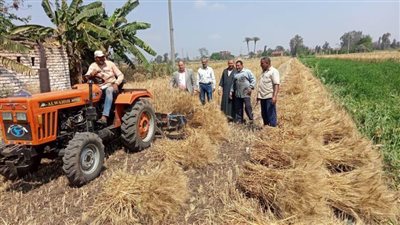 الزراعة تعلن بدء موسم حصاد وتوريد القمح