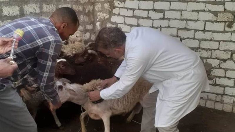 تحصين رؤوس ماشيه