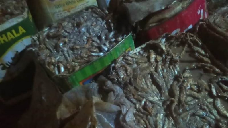 ضبط أسماك فاسدة