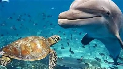 شاطئ شرم اللولي عالم بحري ساحر في مرسى علم    