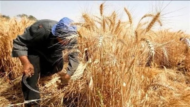 بدء حصاد القمح بالوادى