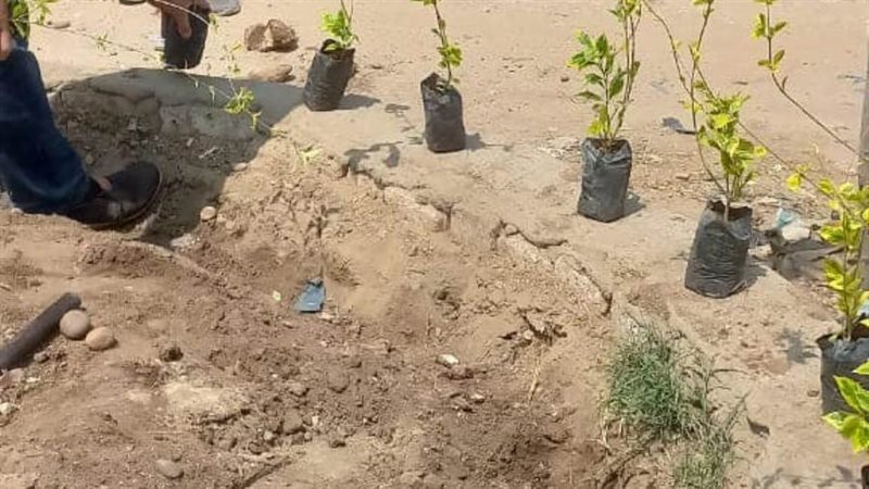 زراعة أشجار مثمرة