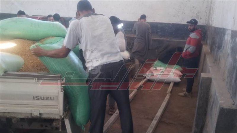 توريد القمح