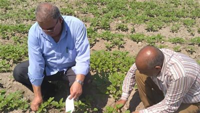 زراعة الإسماعيلية توجه بكيفية تعامل المزارعين مع موجة الحرارة الشديدة