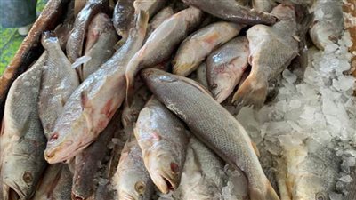 ضبط نحو 6 أطنان أسماك مملحة ومدخنة مجهولة المصدر قبل ترويجها بالقاهرة
