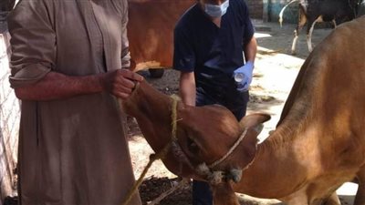 تحصين 200 ألف رأس ماشية لمجابهة أمراض الحمى القلاعية والوادي المتصدع بالمنيا