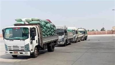توريد 2848 طناً  من محصول القمح إلى صوامع المنيا