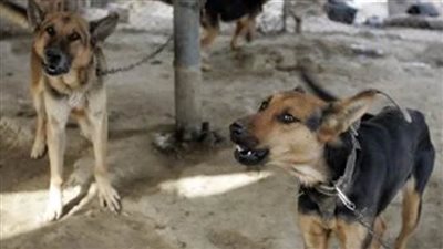 بيطري الإسماعيلية تحذر من مرض السعار الفيروسي المنتقل من الحيوان للإنسان