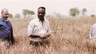 الزراعة تتابع العمل في حقول إنتاج تقاوي المحاصيل