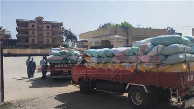 شون كفر الشيخ تستقبل 15200 طن و 208 كيلو قمح محلي