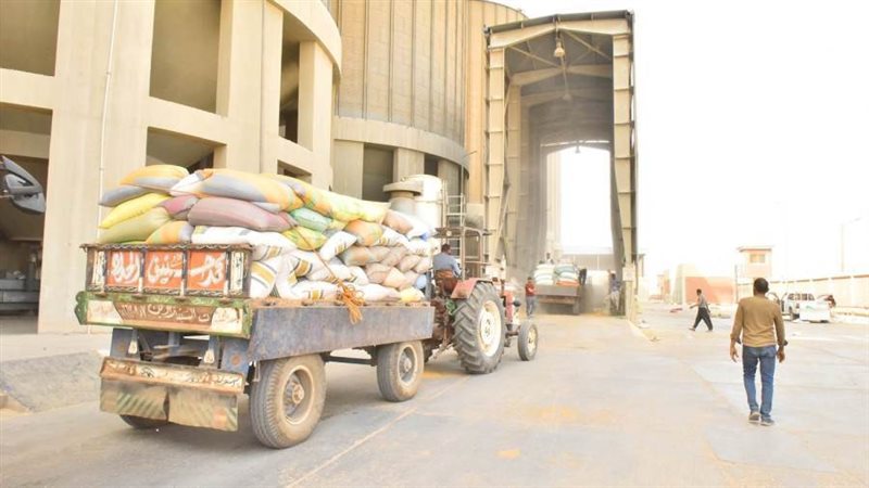 توريد القمح بأسيوط