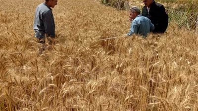 ”الذهب الأصفر “.. حصاد 25 ألف فدان قمح بـ” المنوفية“