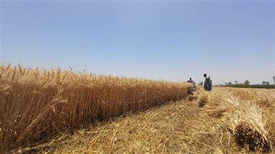 محافظ أسيوط: ارتفاع معدلات توريد القمح والشون استقبلت 12 ألف طن حتى اليوم