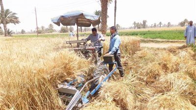 سنابل القمح تضيء حقول أسيوط وسط فرحة المزارعين بحصاد المحصول 