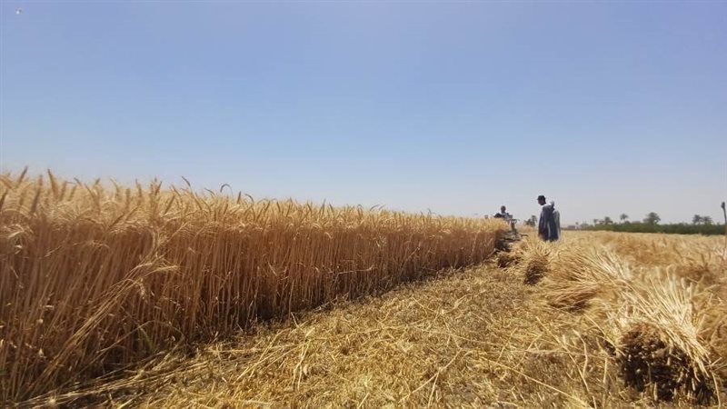 حصاد محصول القمح