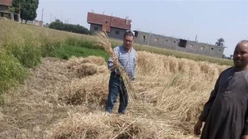 حصاد القمح ببنى سويف