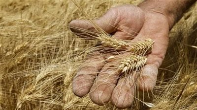 المحافظات تواصل استقبال توريد الأقماح لموسم 2024