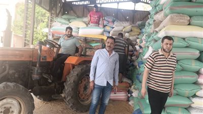 البحيرة.. استمرار توريد الذهب الأصفر