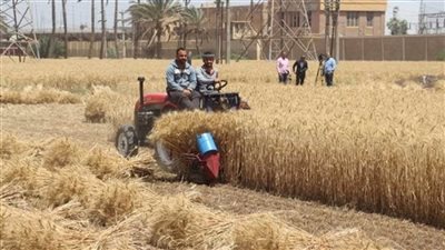 القليوبية: توريد 21 ألفا و484 طن قمح للصوامع والشون