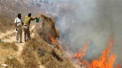 مستعمرون يضرمون النار بأراض مزروعة بالزيتون في المغير