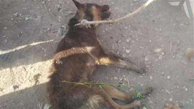 عاجل.. كلب ضال يعقر 7 أشخاص في الدقهلية.. ننشر الأسماء 