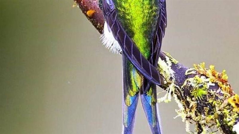 طائر الطنان