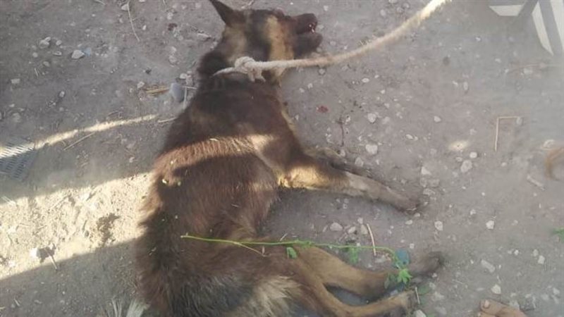 الكلب بعد التخلص