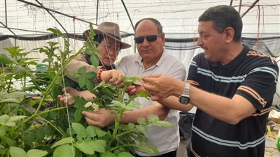 تعاون مصري كوري في مجال إنتاج تقاوي الخضر 