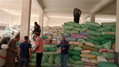 استقبال 77283 طنًا و96 كيلو قمح محلي بشون وصوامع كفر الشيخ