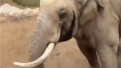 شاهد| ردة فعل غير متوقعة لفيل تجاه طفل تثير الدهشة