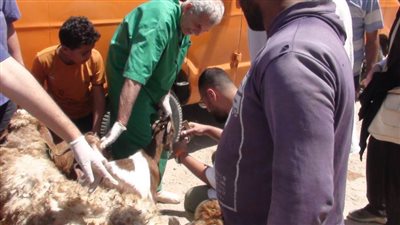 كلية الطب البيطري تنظم قافلة بيطرية خدمية تدريبية لقرية أبيس الثامنة