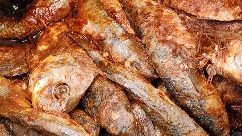 الأسماك المملحة يظهر