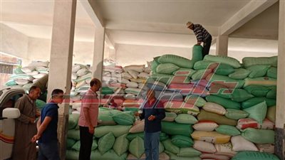 شون وصوامع كفر الشيخ تستقبل 98048 طنًا و201 كيلو قمح 