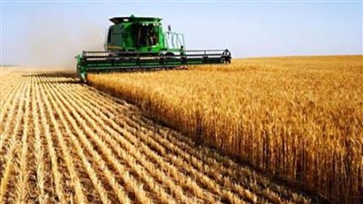 حصاد 139 ألف فدان قمح في الوادي الجديد