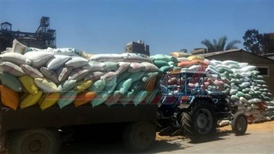 توريد 107849 طنًا و109 كيلو قمح بكفر الشيخ 