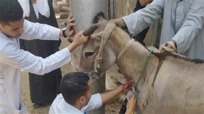 450 رأس ماشية.. جامعة المنيا تُنظم قافلة بيطرية مجانية بقرية سفاي