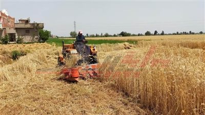 اليوم: استلام 108 آلاف طن قمح في مواقع التوريد بكفر الشيخ