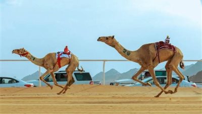 انطلاق فعاليات كأس العرب للهجن اليوم في العلا بمشاركة 16 دولة 