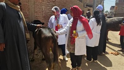 جامعة سوهاج تطلق قافلتها البيطرية المجانية لقرية المحامدة القبلية بمركز سوهاج وتعالج ٨٣٥ حيوانًا