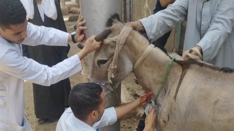 قافلة بيطرية مجانية