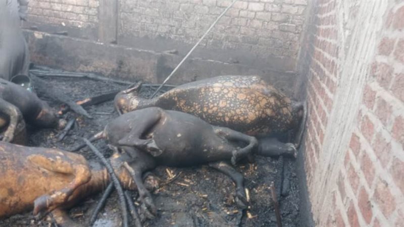 نفوق 6 رؤوس ماشية